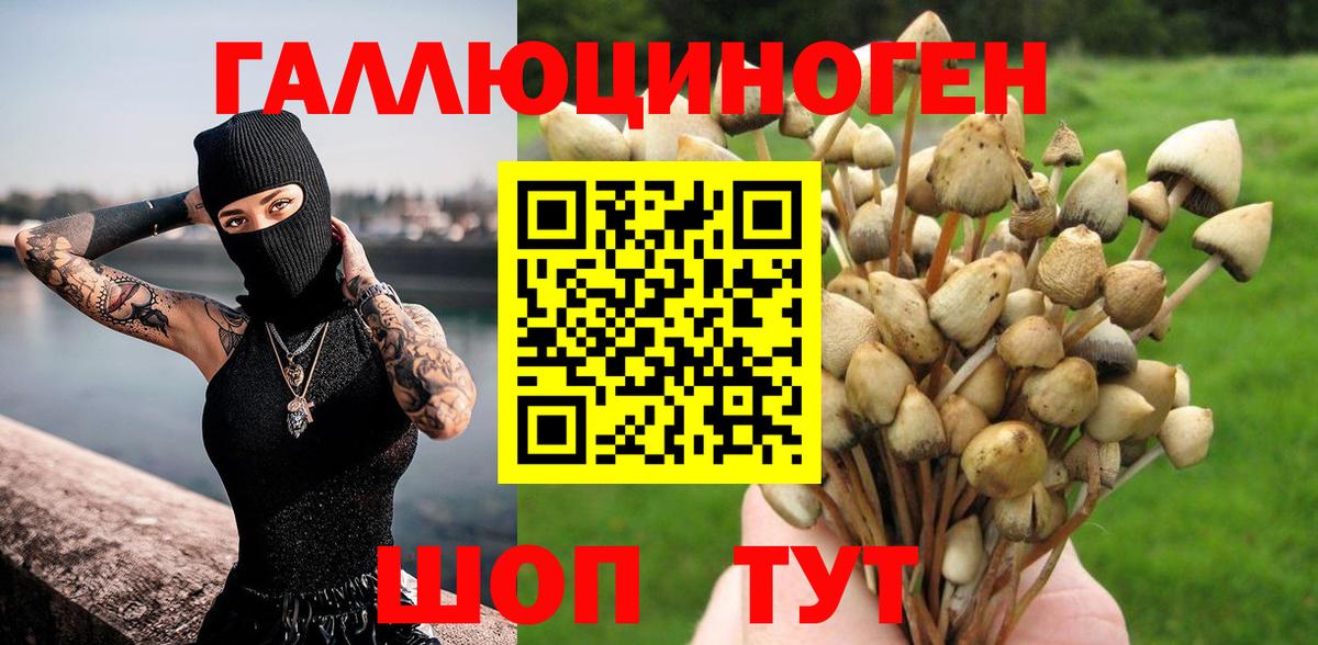 Галлюциногенные грибы Psilocybine cubensis Североуральск
